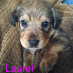 Thumbnail photo of Laurel - Byhalia Pup #1