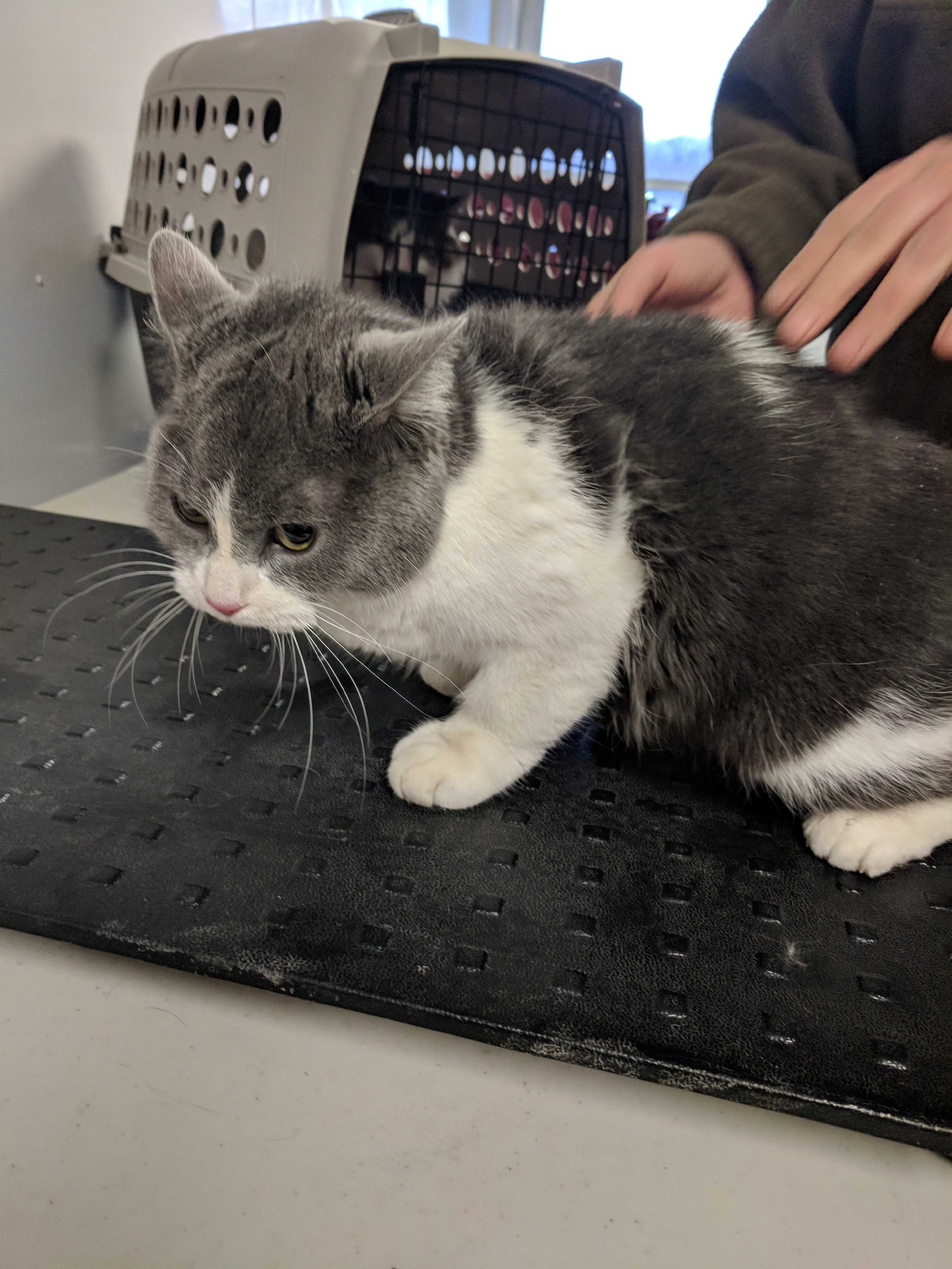 Dayton Oh Munchkin Meet Jolie A Pet For Adoption