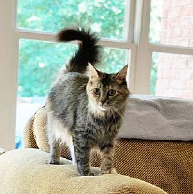 Lincolnton Nc Maine Coon Meet Marlo A Pet For Adoption