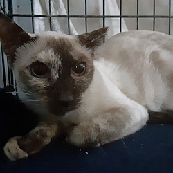 Tonkinese Kittens For Sale In Michigan Adoptapet Com
