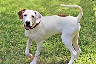 Adopt A Pet Petsmart Charities