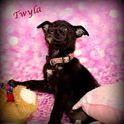 Thumbnail photo of Twyla~adopted! #2