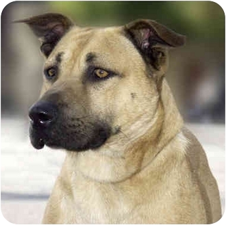 Marina Del Rey Ca Anatolian Shepherd Meet Joey A Pet For Adoption