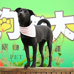 Thumbnail photo of Chloe(Formosan Mountain Dog) #1