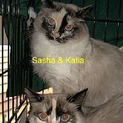 Photo of Sasha & Katia