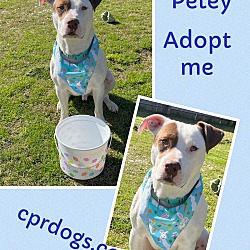Photo of Petey-New pictures.video