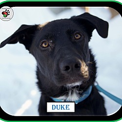 Thumbnail photo of Duke - ADOPTED!!! #2