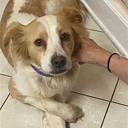 Photo of Bree - Dog/Kid Friendly - FOSTER NEEDED 5 WEEKS