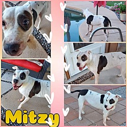 Thumbnail photo of Mitzy #2