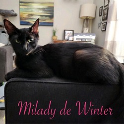 Thumbnail photo of MiLady de Winter #3