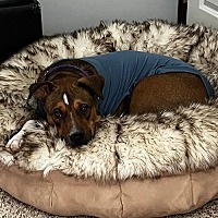adopt a pet