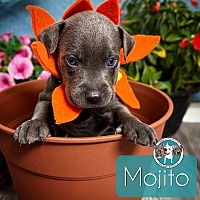 adopt a pet