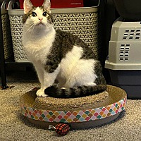 adopt a pet