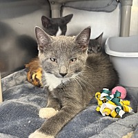 adopt a pet