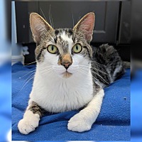 adopt-pet