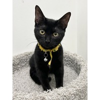 adopt-pet