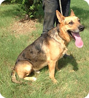 catahoula german shepherd mix