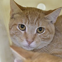 AMADEUS - Domestic Shorthair available for adoption