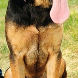 Photo of Shepp - ADOPTED