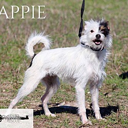 Thumbnail photo of Yappie #1