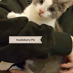 Thumbnail photo of Huckleberry Pie #2