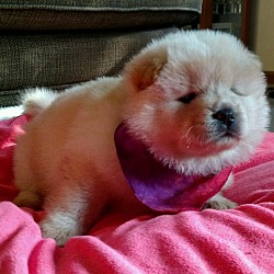 Thumbnail photo of Piper-Chow Female #4