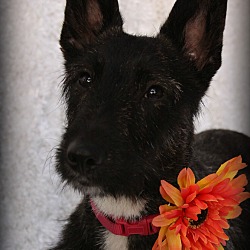 Thumbnail photo of Thelma-adoption pending #1