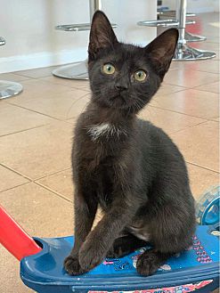 ARE Animal Rescue, Hemet, CA, Teams Up with 4th SoCal PetSmart, 1 Petco to  Increase Adoptions Through In-Store Catteries - The Hemet & San Jacinto  Chronicle