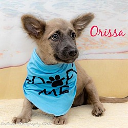 Photo of Orissa