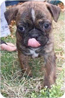 pug and boston terrier mix for sale
