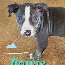 Thumbnail photo of Bowie #4