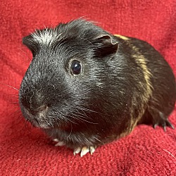 Photo of Wilbur