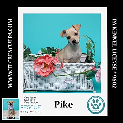 Photo of Pike (Penny's Lil Pups) 060824
