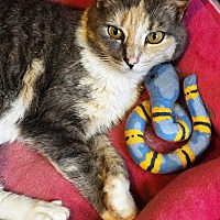 adopt a pet