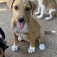adopt a pet