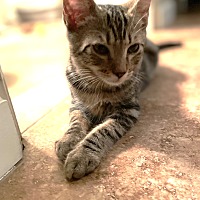 adopt a pet
