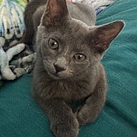 adopt a pet