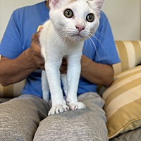 adopt-pet