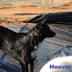 Thumbnail photo of Hoover #3