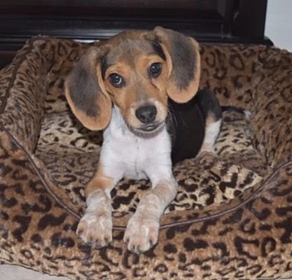 Miami Fl Beagle Meet Monti A Pet For Adoption