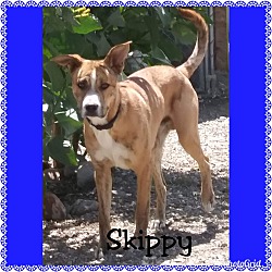Photo of Skippy