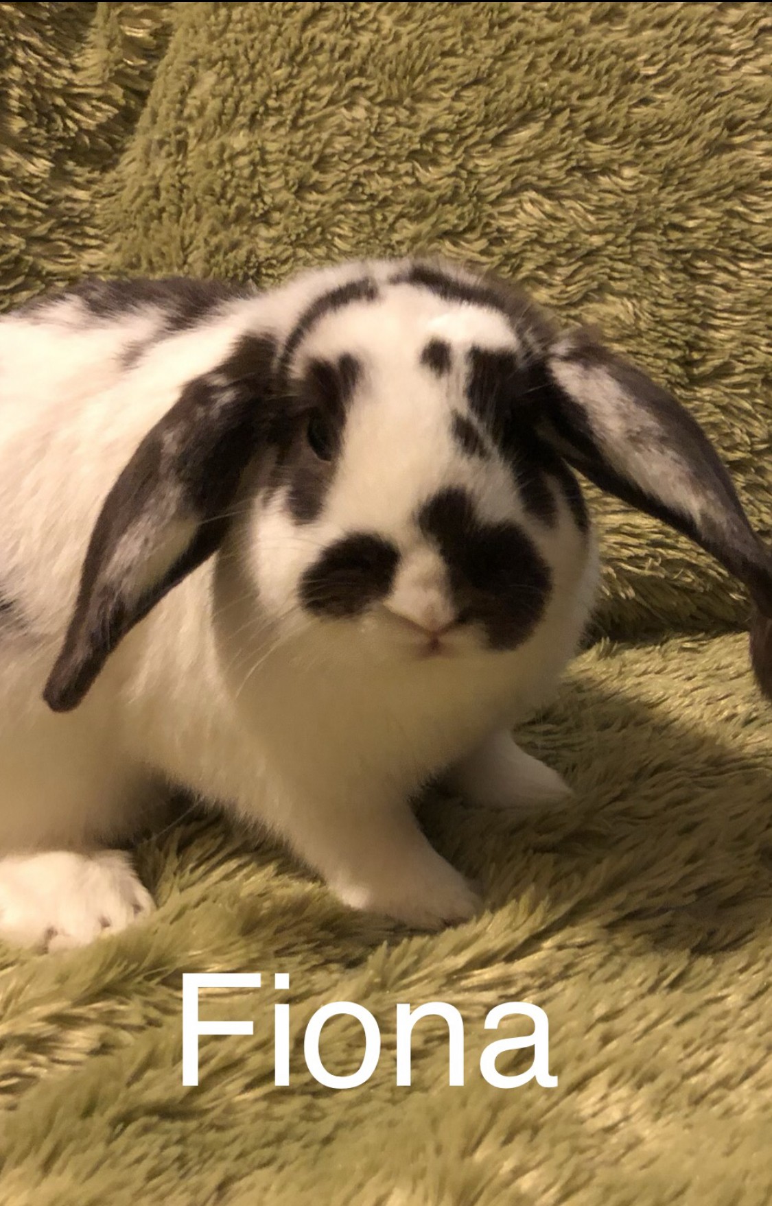 Adopt Fiona a White Lop-Eared / Mixed (short coat) rabbit ...