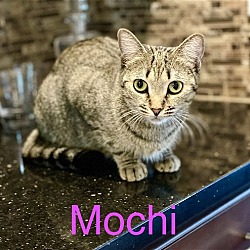 Photo of Mochi (ABD)