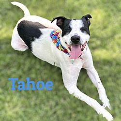 Thumbnail photo of TAHOE #2