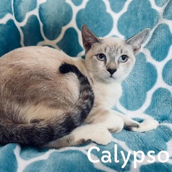 Photo of Calypso