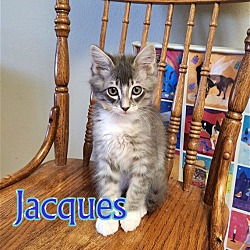 Photo of JACQUES - Artist Collection kitten