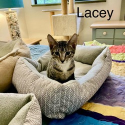 Thumbnail photo of Lacey #1