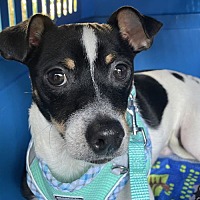 adopt a pet