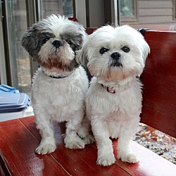 bonded pet photo