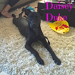 Thumbnail photo of Daisey Duke (Courtesy Listing) #1